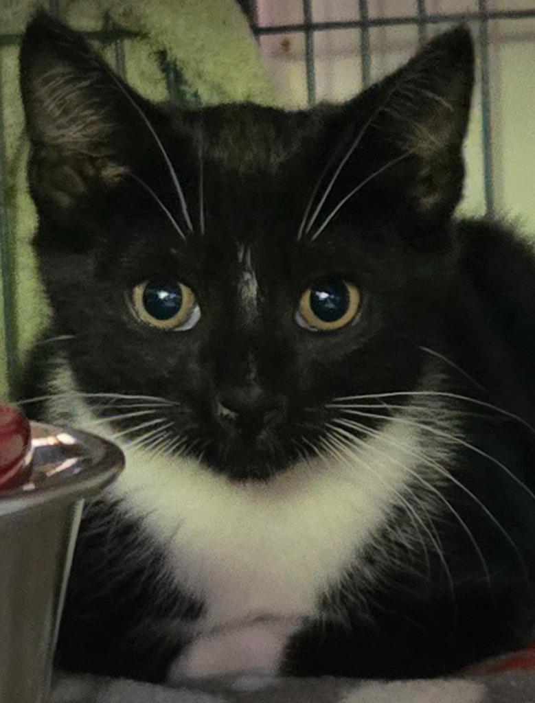 Cumin, Adoptable, Kitten Male Domestic Short Hair.
