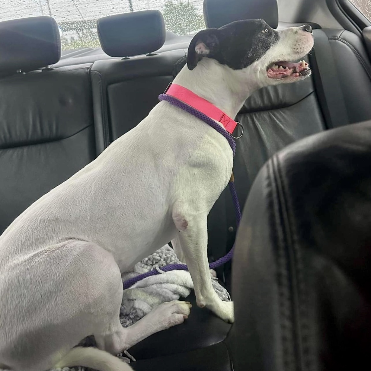 Patches — thumbnail 6