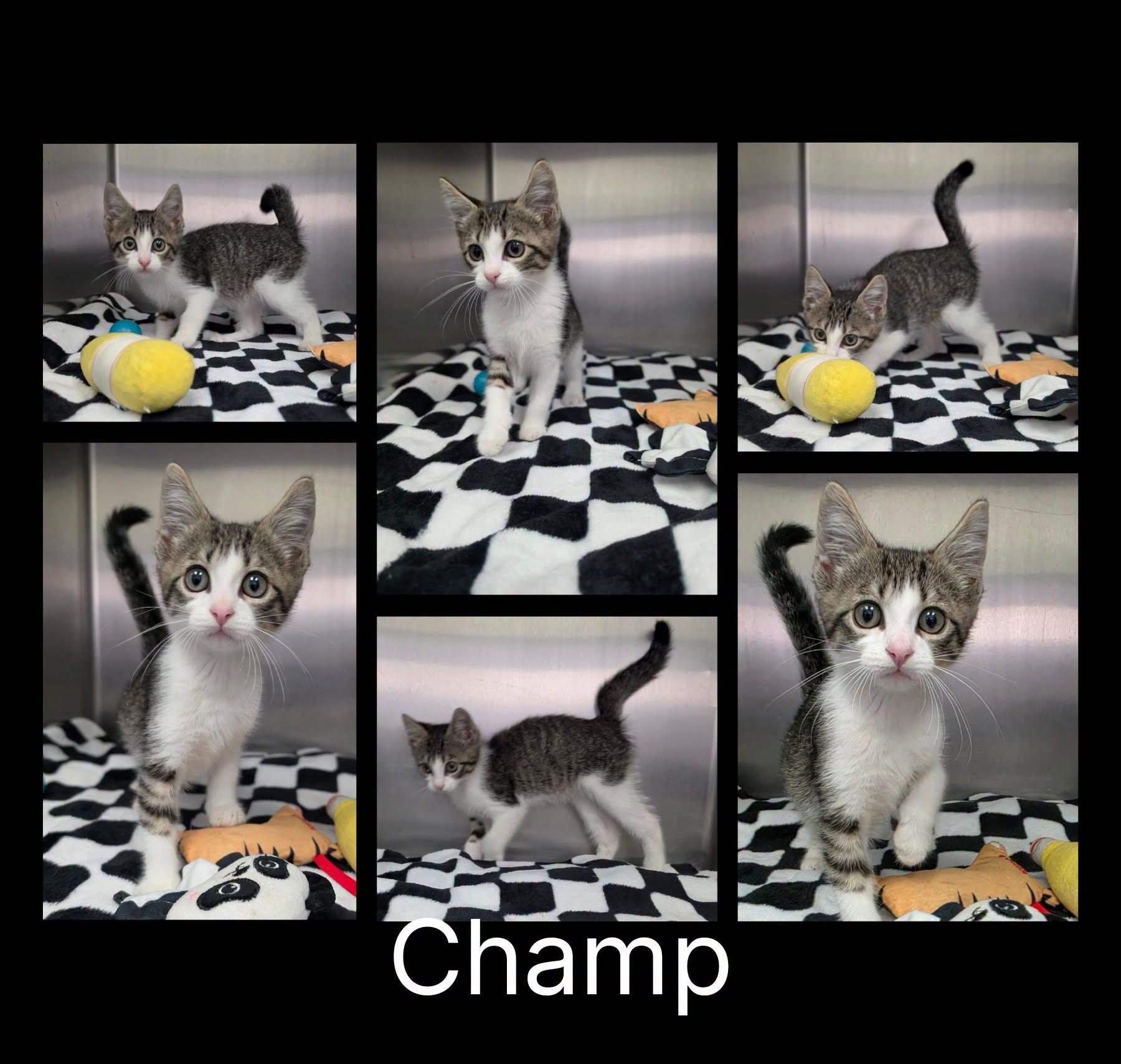 Champ, Adopted, Kitten Male Domestic Short Hair.
