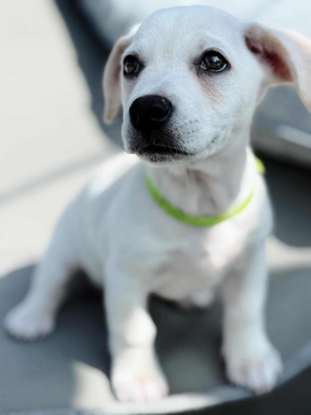 Kazoo - Rosarita Pup, a Adoptable mixed breed in Los Angeles, CA image 1/4
