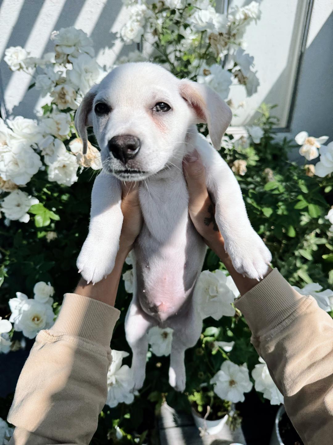 Kazoo - Rosarita Pup, a Adoptable mixed breed in Los Angeles, CA image 2/4
