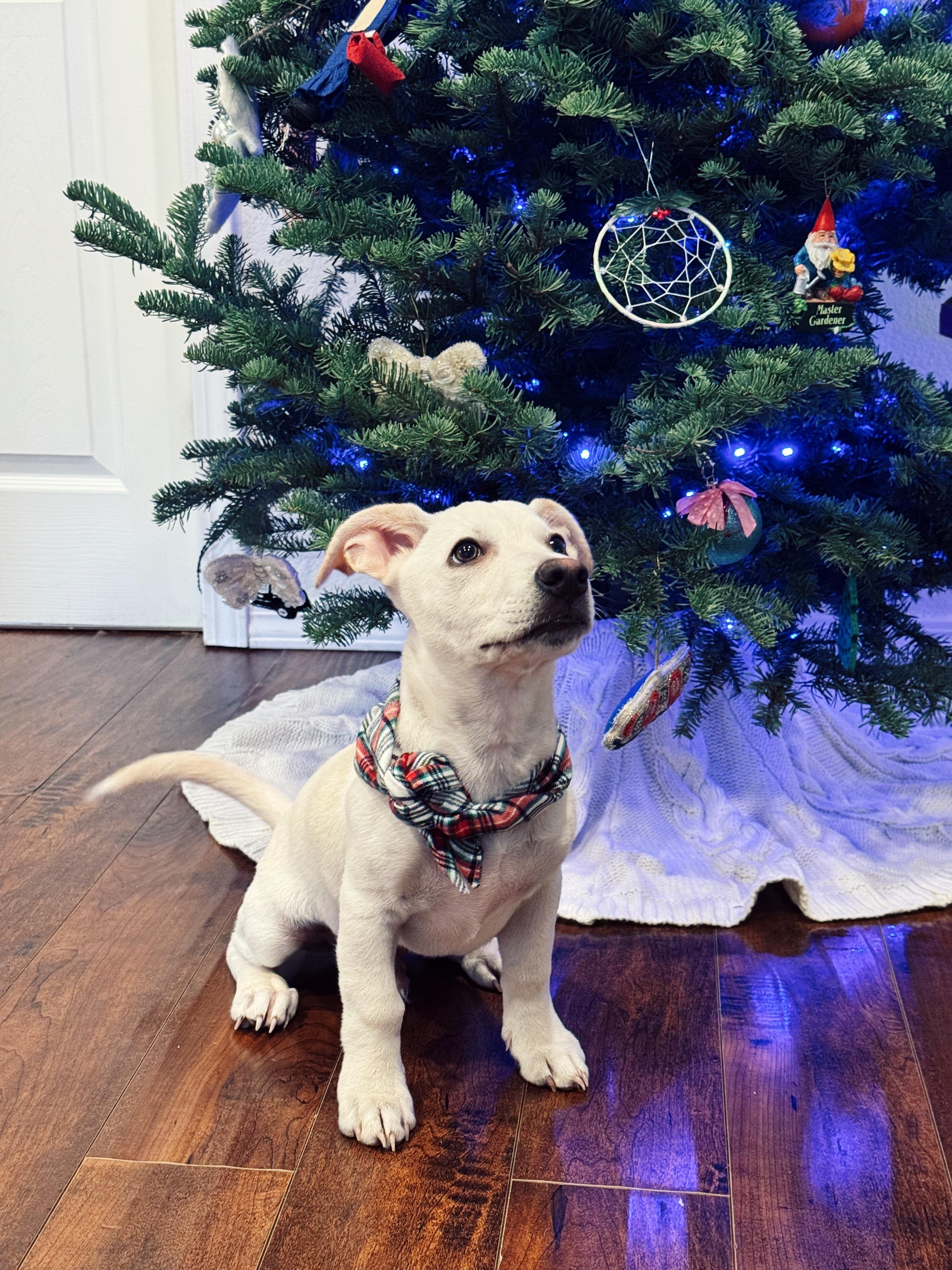 Kazoo - Rosarita Pup, Adoptable, Puppy Male West Highland White Terrier / Westie.