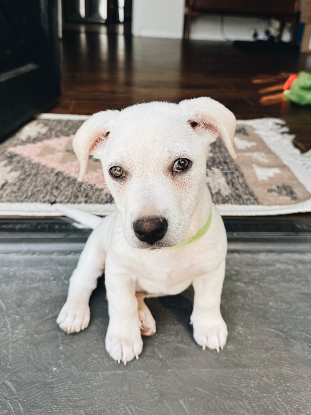 Kazoo - Rosarita Pup, a Adoptable mixed breed in Los Angeles, CA image 3/4
