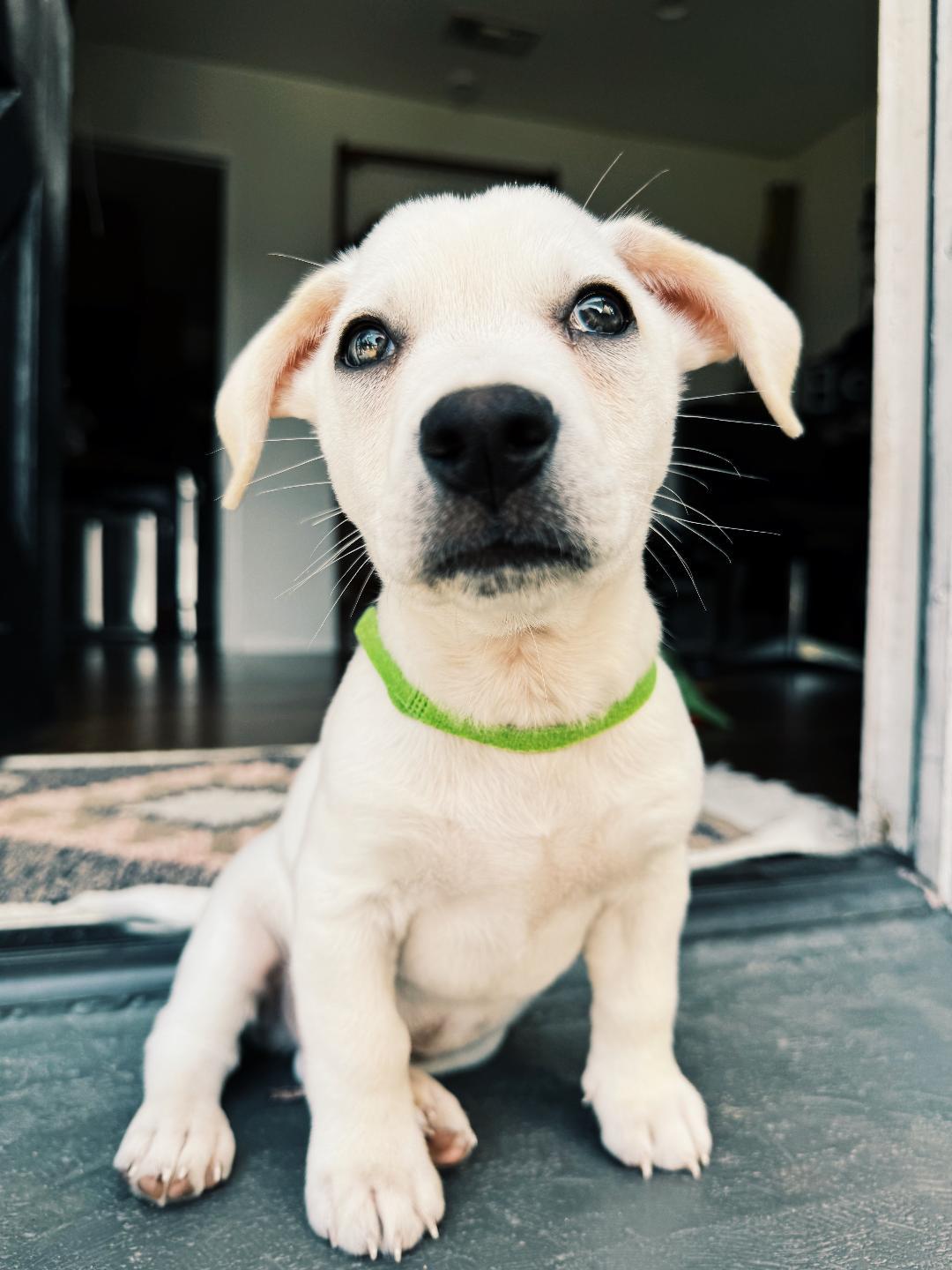 Kazoo - Rosarita Pup, a Adoptable mixed breed in Los Angeles, CA image 4/4