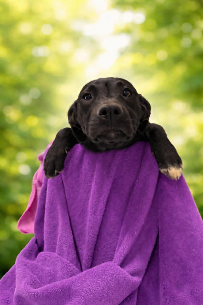 Lemon, Adoptable, Puppy Female Labrador Retriever.