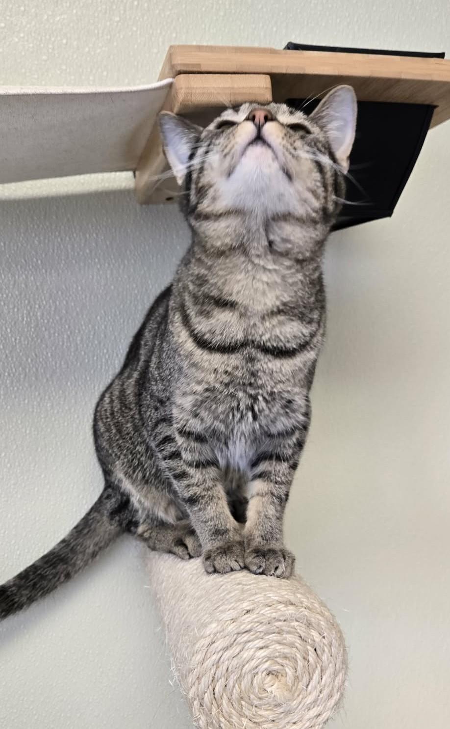 Enlarge Typhoon, a Adoptable Domestic Short Hair in Larned, KS image 1/4