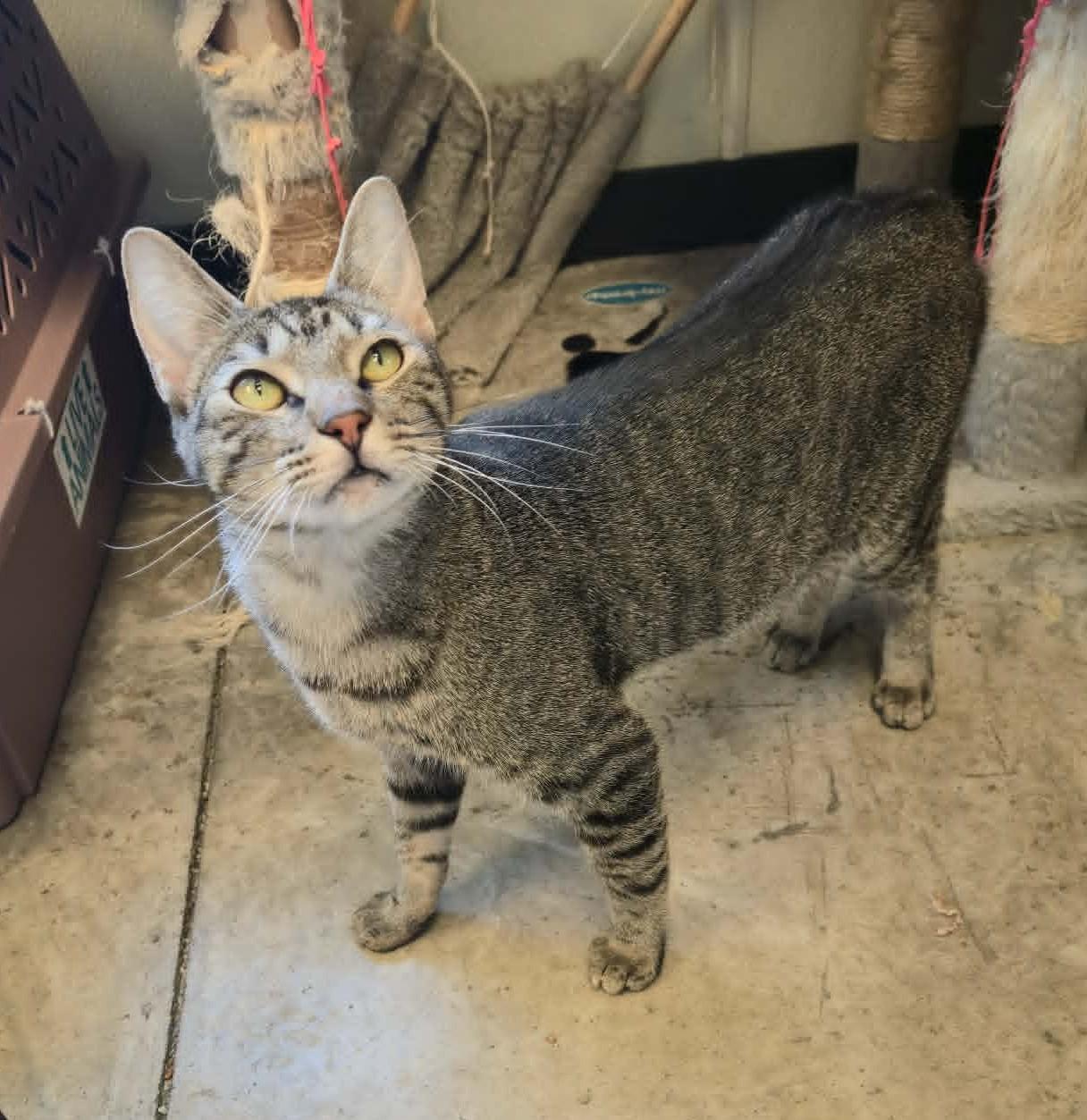 Typhoon, a Adoptable Domestic Short Hair in Larned, KS image 3/3