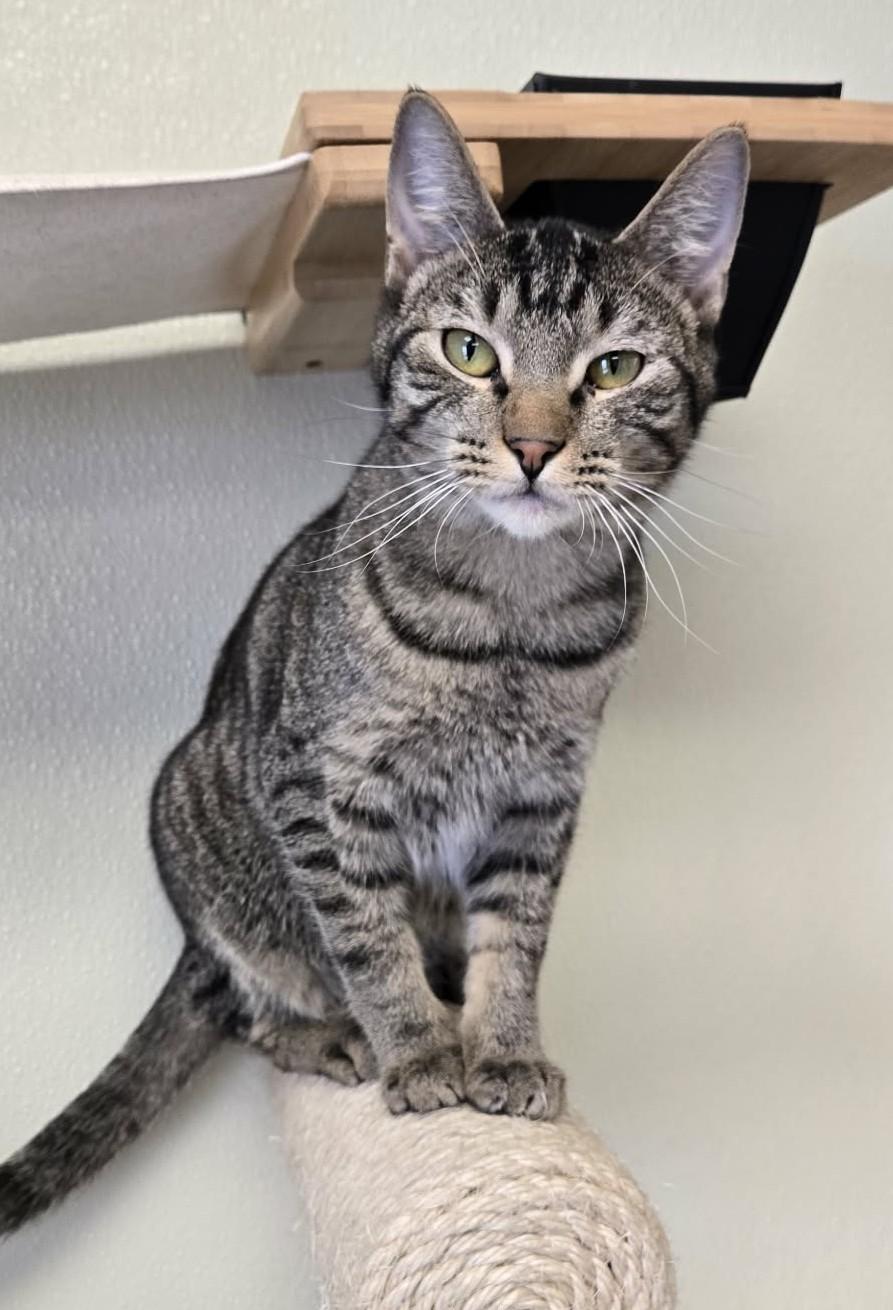 Enlarge Typhoon, a Adoptable Domestic Short Hair in Larned, KS image 3/4