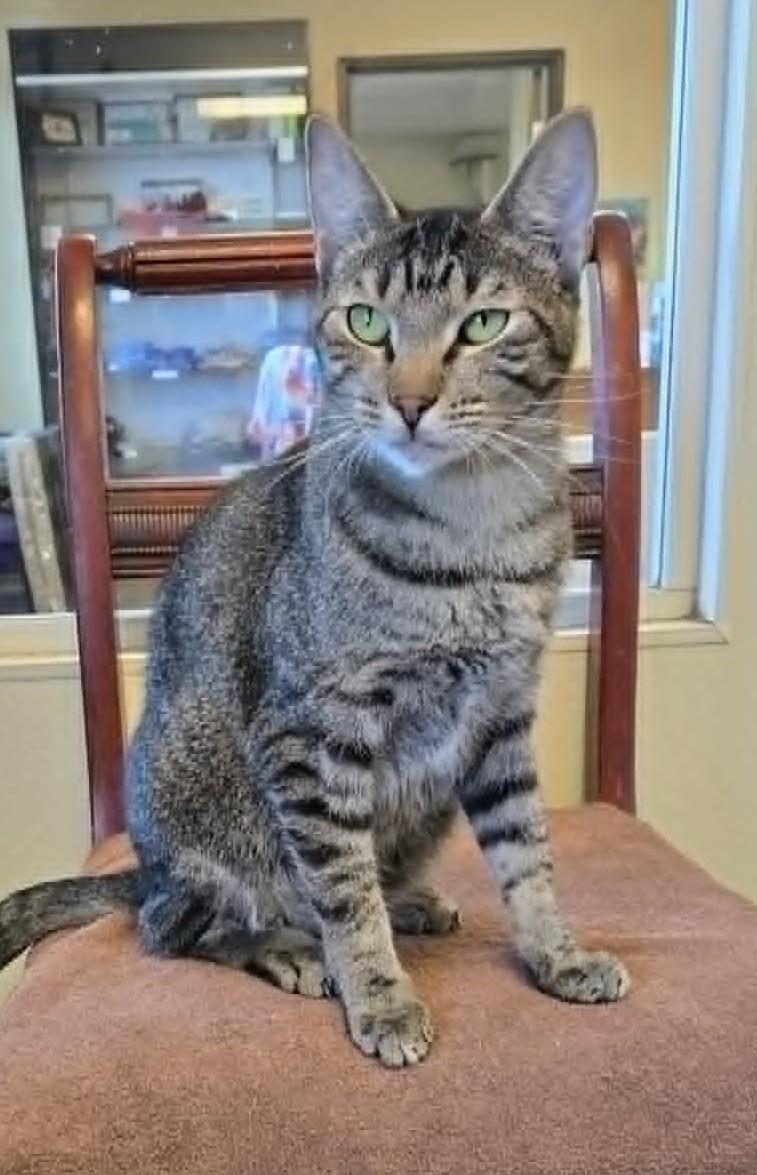 Typhoon, a Adoptable Domestic Short Hair in Larned, KS image 2/3