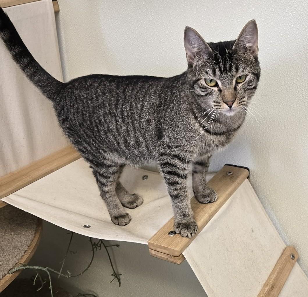 Enlarge Typhoon, a Adoptable Domestic Short Hair in Larned, KS image 4/4