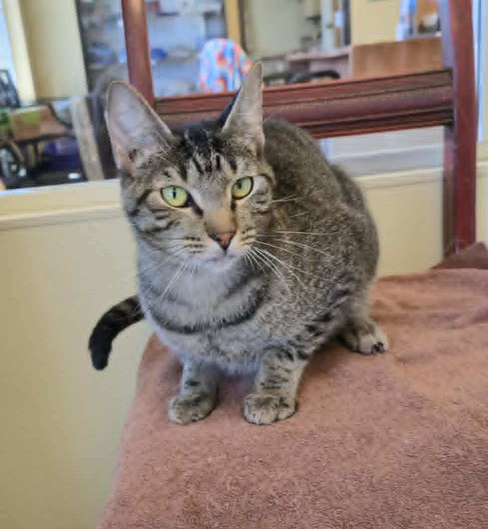 Typhoon, Adoptable, Adult Male Domestic Short Hair.