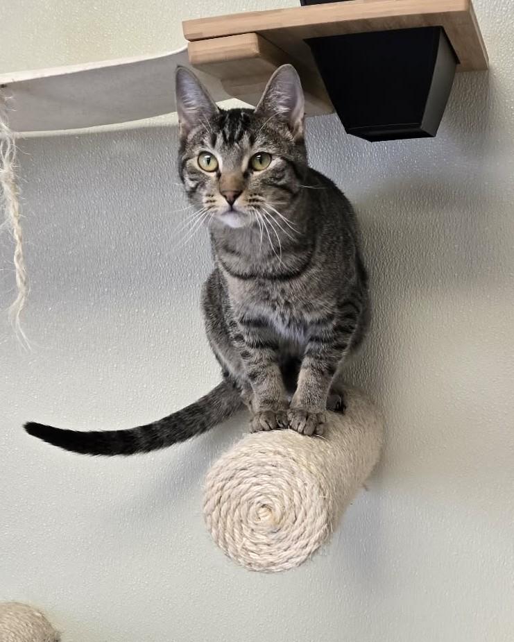 Enlarge Typhoon, a Adoptable Domestic Short Hair in Larned, KS image 2/4