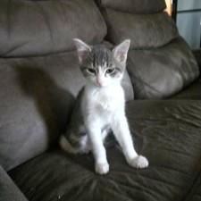 Enlarge Susie, a Adoptable Domestic Short Hair in Fishers, IN image 1/2