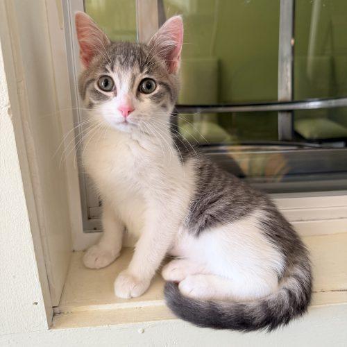 Enlarge Susie, a Adoptable Domestic Short Hair in Fishers, IN image 2/2