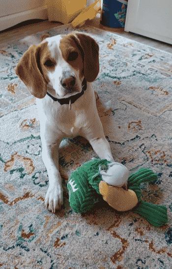 Peanut