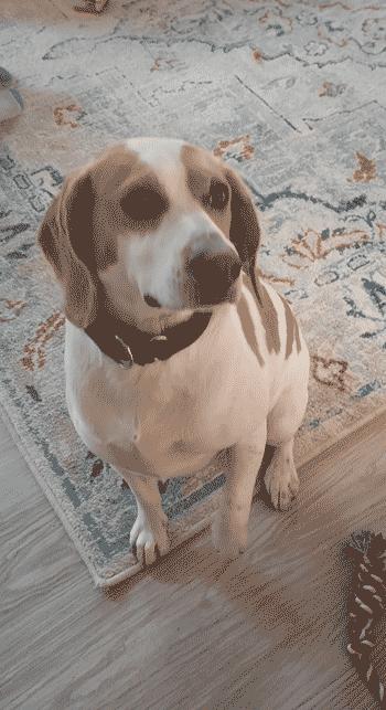 Peanut