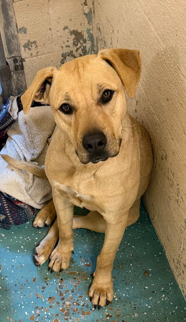 Poppy, Adoptable, Young Female Labrador Retriever & Mixed Breed.