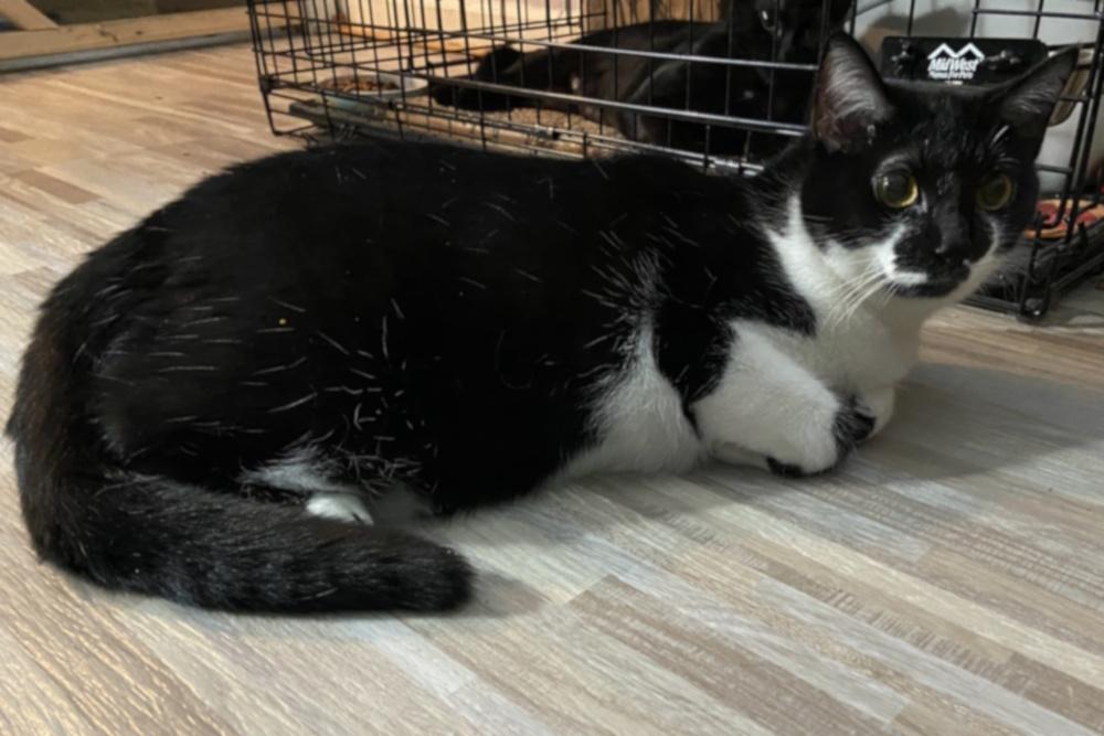 Enlarge Kecia (Keecie), a Adopted Domestic Short Hair in Virginia Beach, VA image 1/1