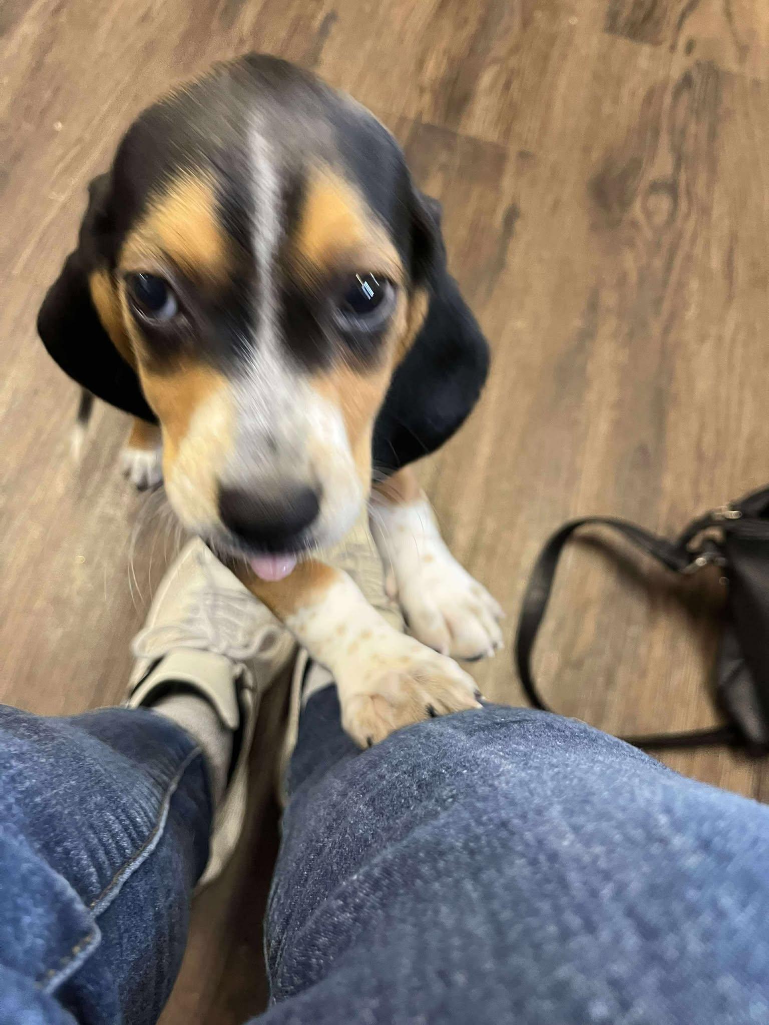 Biscuit