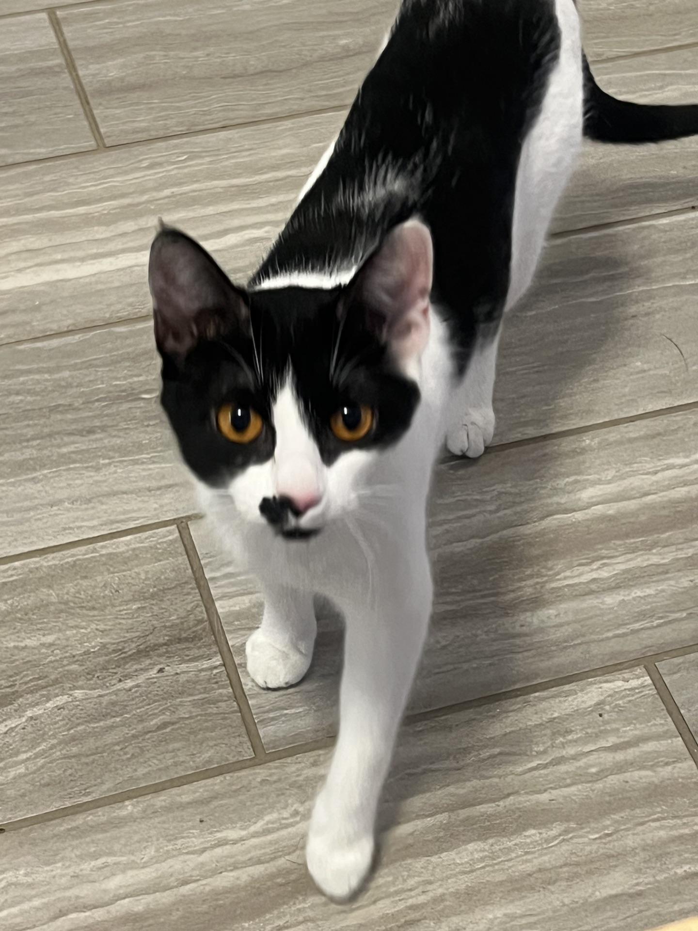 Sabrina, a Adoptable Domestic Short Hair in Murfreesboro, TN image 1/4