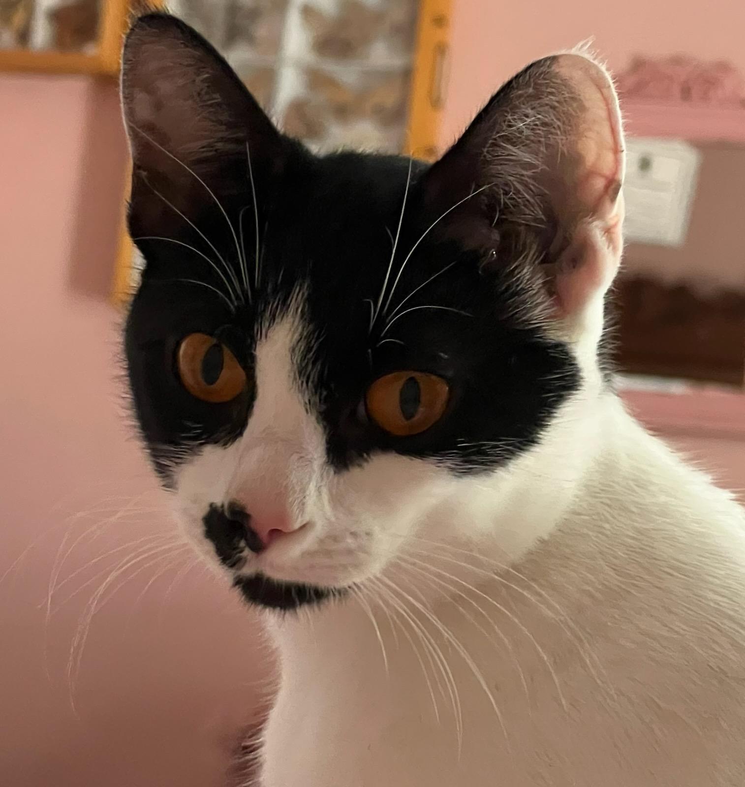 Sabrina, a Adoptable Domestic Short Hair in Murfreesboro, TN image 2/4