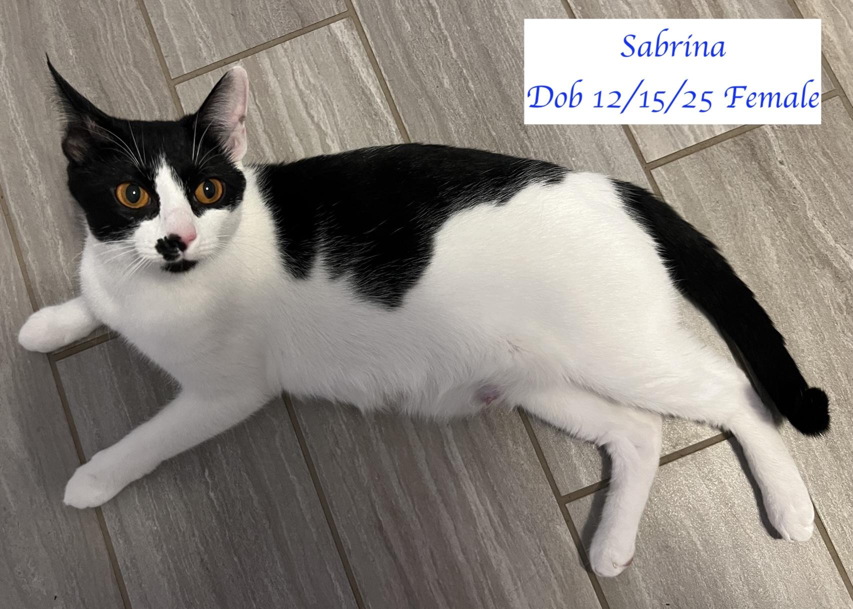 Sabrina, a Adoptable Domestic Short Hair in Murfreesboro, TN image 3/4