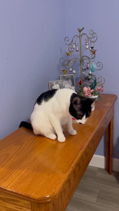 Enlarge Sabrina, a Adoptable Domestic Short Hair in Murfreesboro, TN video 4/4