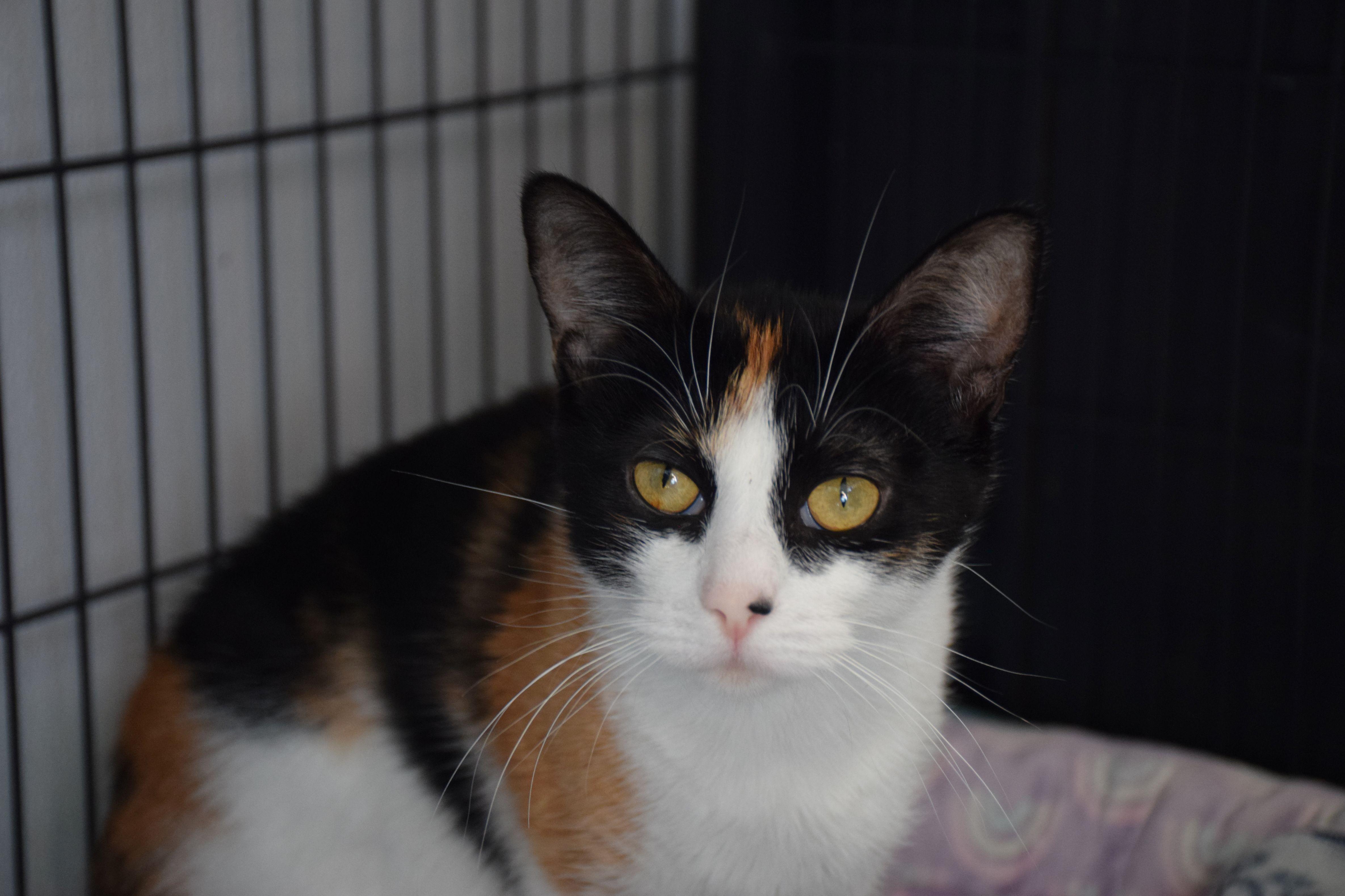 Shannon, Adoptable, Adult Female Calico.
