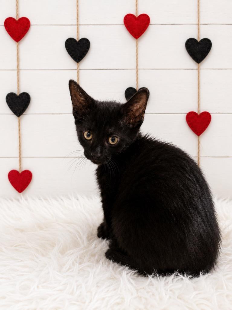 Popsicle, Adoptable, Kitten Male Domestic Short Hair.