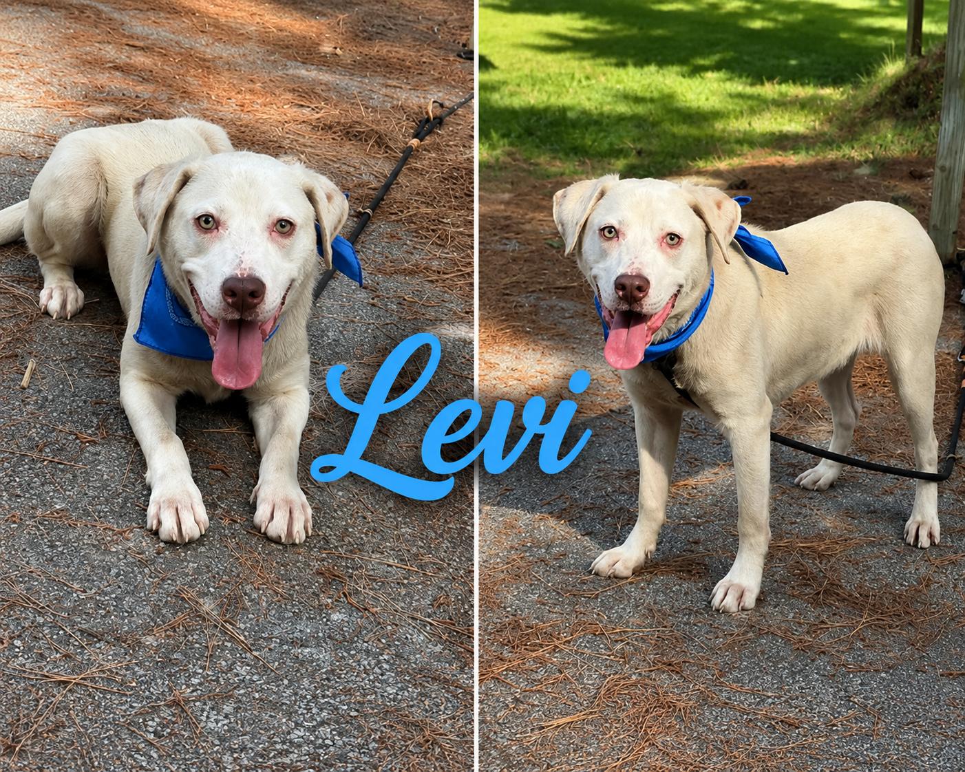 Levi, Adopted, Young Male Labrador Retriever & Pit Bull Terrier.