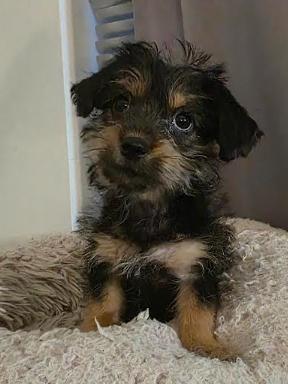 Enlarge Onyx, an adopted mixed breed in Arlington , VA image 4/5