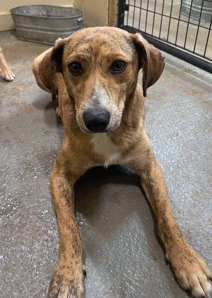 Curley, adopted, Young Male Hound.