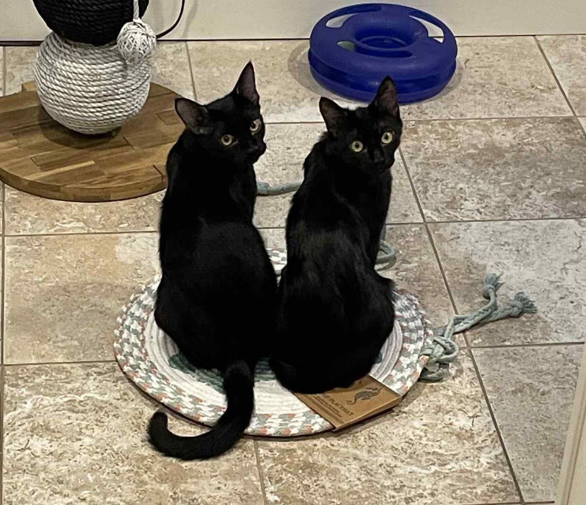 Dusty & Barcellona (bonded kittens)