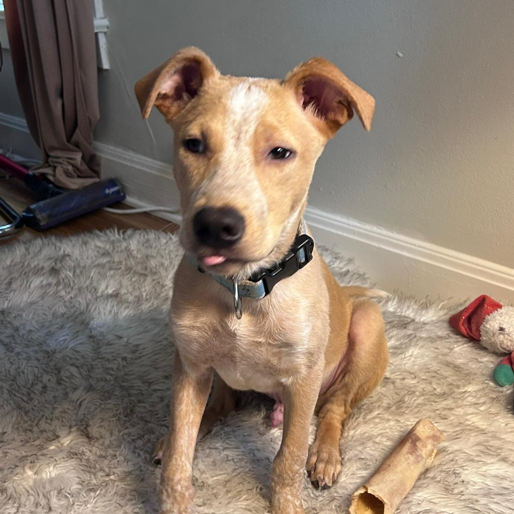 Yogi, Adoptable, Young Male Labrador Retriever.