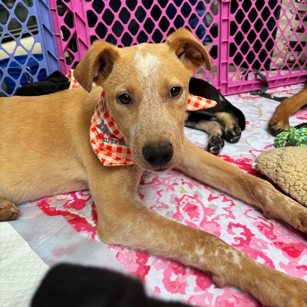 Yogi, Adoptable, Puppy Male Labrador Retriever.