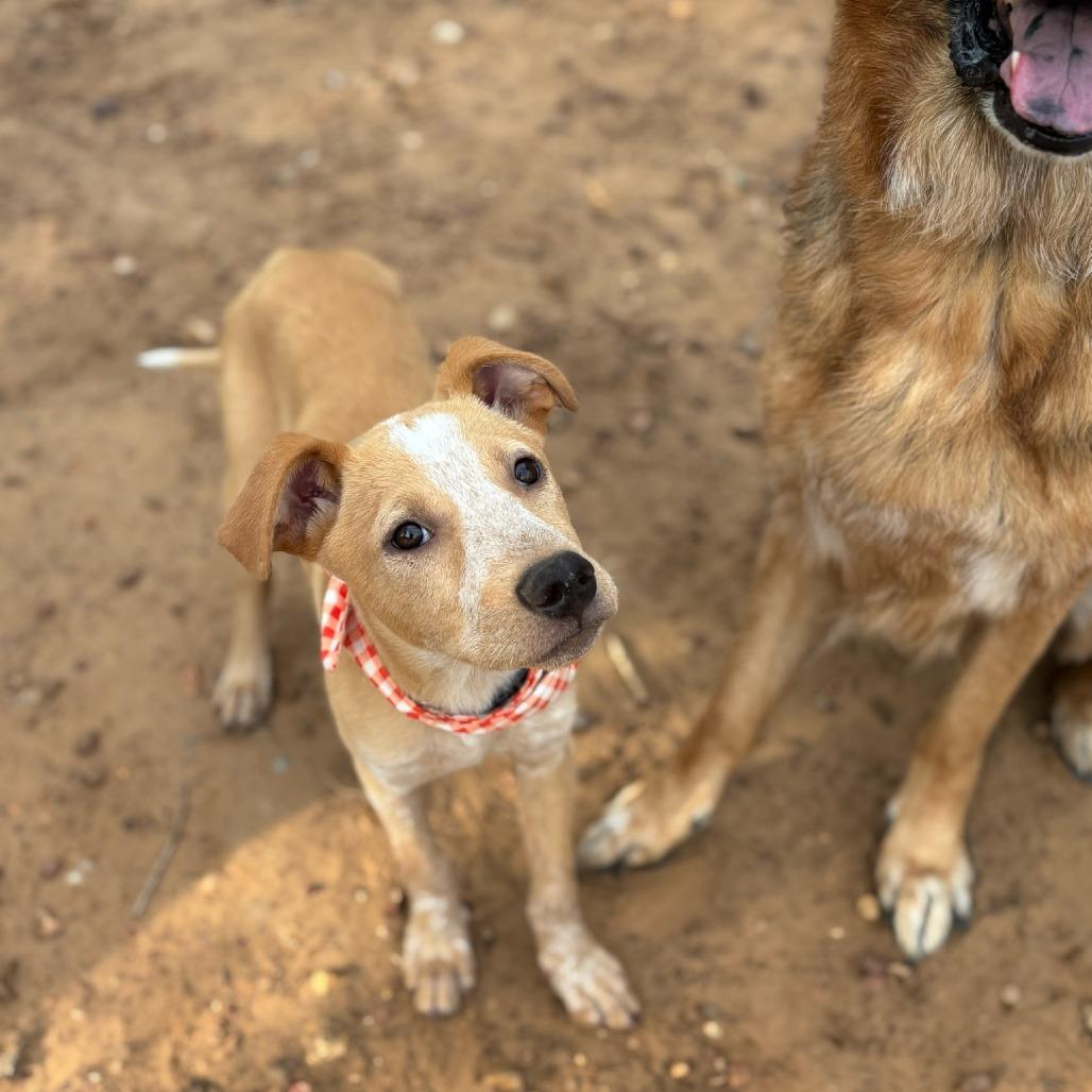 Yogi, a Adoptable Labrador Retriever in Cedar Creek, TX image 6/6