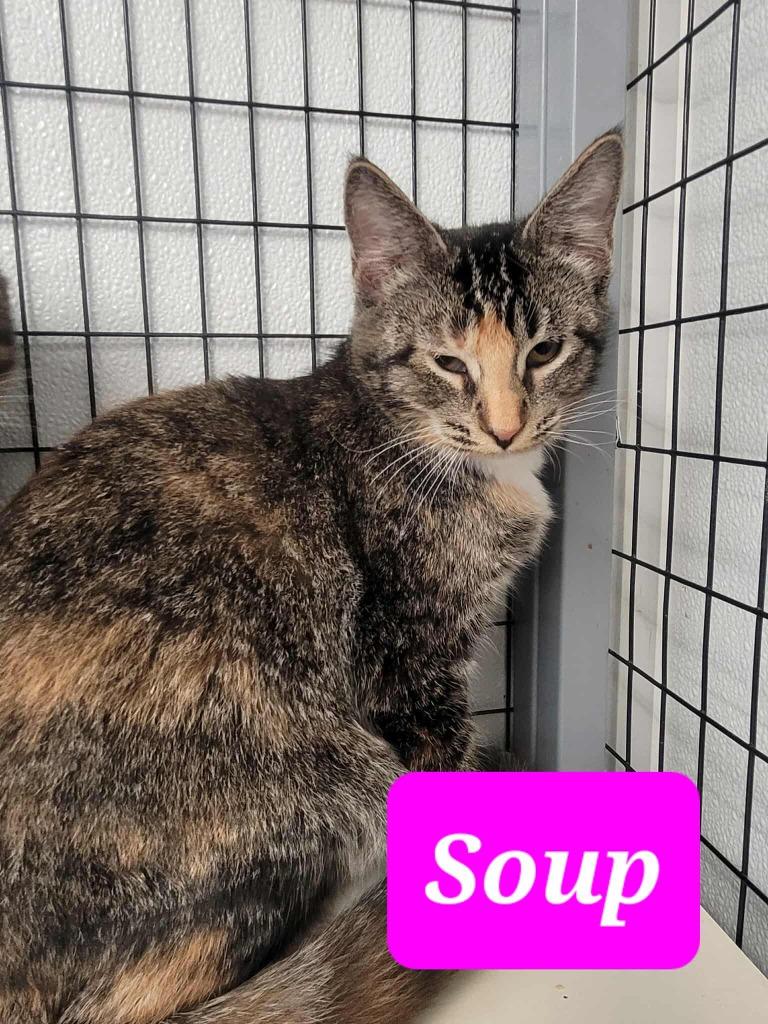 Enlarge Soup, a Adoptable mixed breed in Republic, MO image 1/2