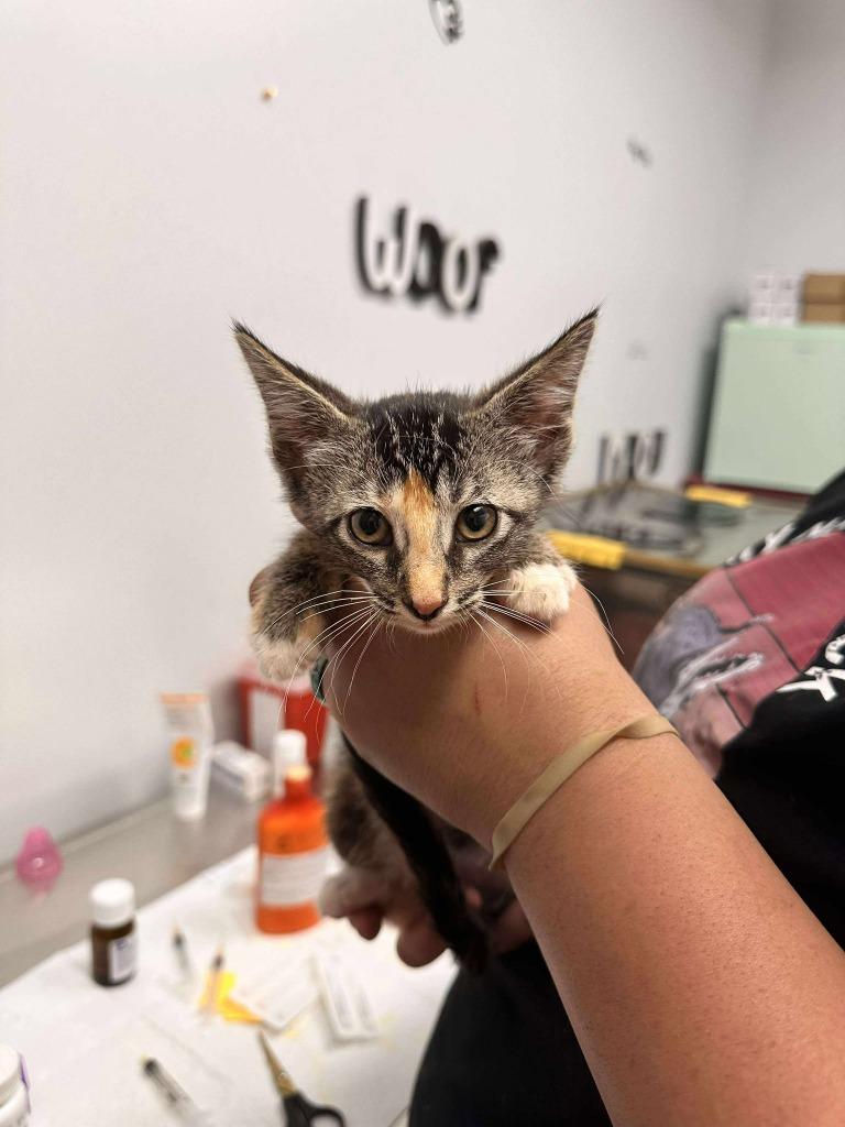 Enlarge Soup, a Adoptable mixed breed in Republic, MO image 2/2