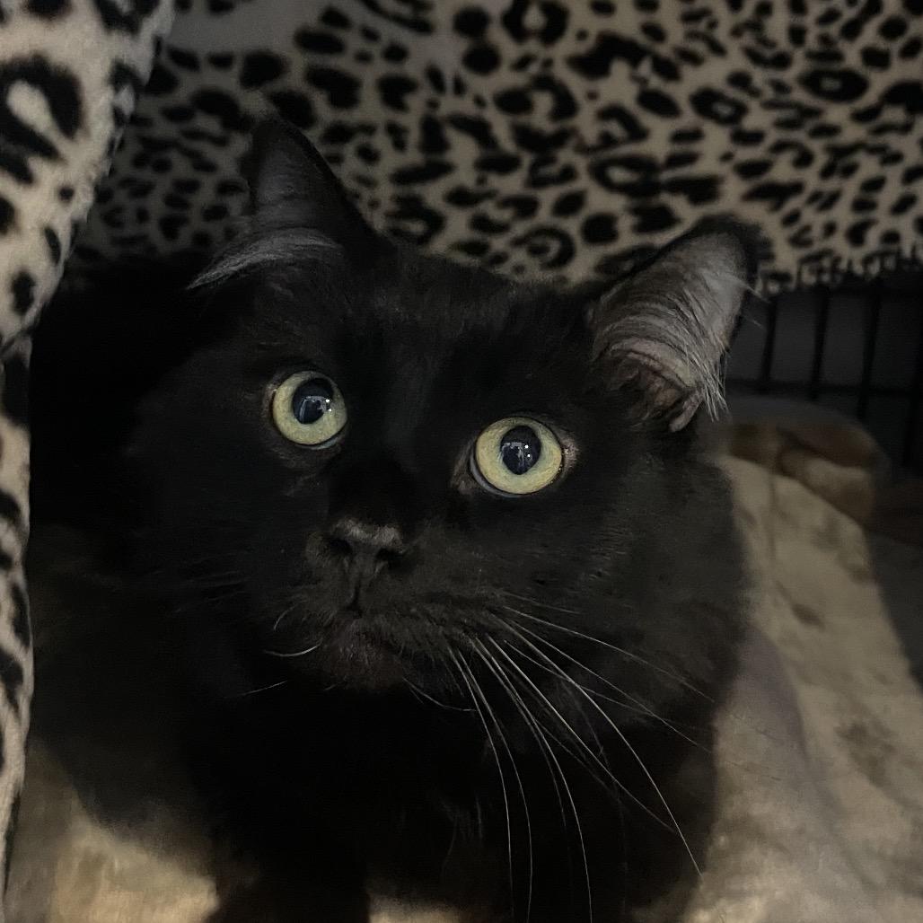 Enlarge Brussel Sprout, a Adoptable Domestic Medium Hair in Chicago, IL image 1/3