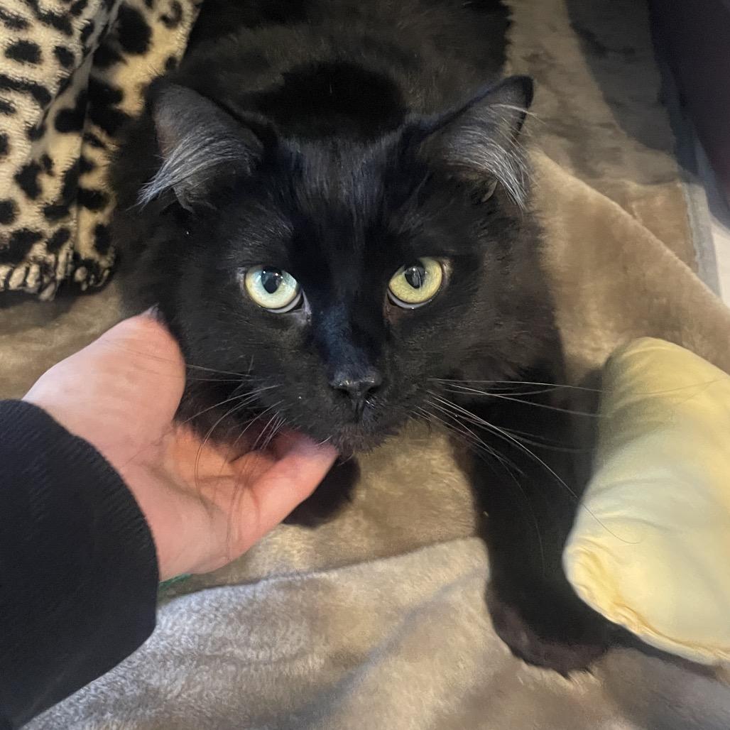 Enlarge Brussel Sprout, a Adoptable Domestic Medium Hair in Chicago, IL image 2/3