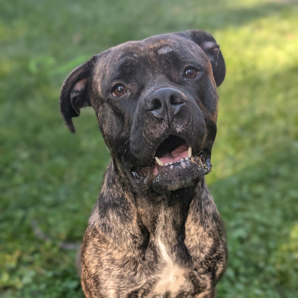 Enlarge Bubbles, an adoptable mixed breed in Lake Odessa, MI image 1/5