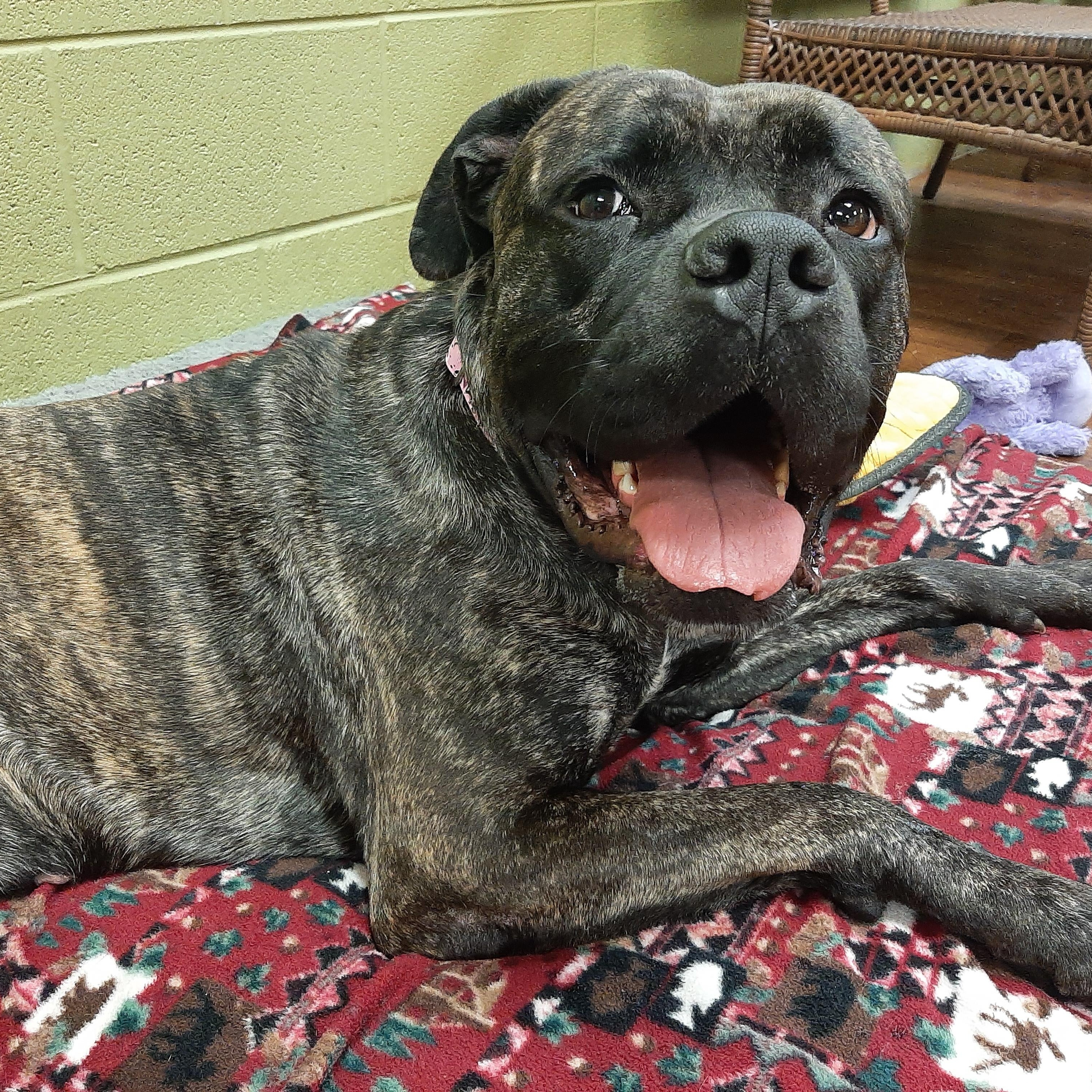 Enlarge Bubbles, an adoptable mixed breed in Lake Odessa, MI image 5/5