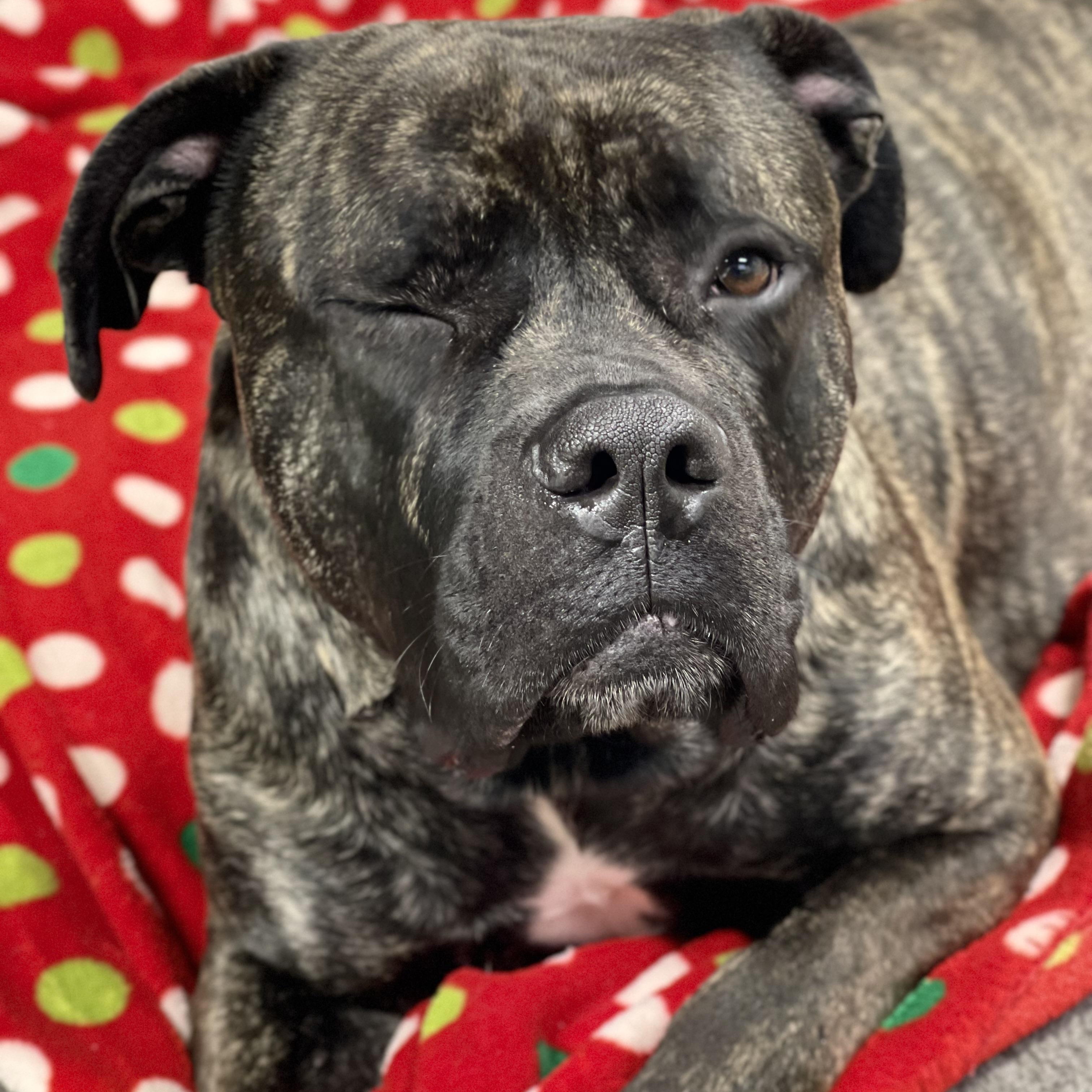 Enlarge Bubbles, an adoptable mixed breed in Lake Odessa, MI image 4/5