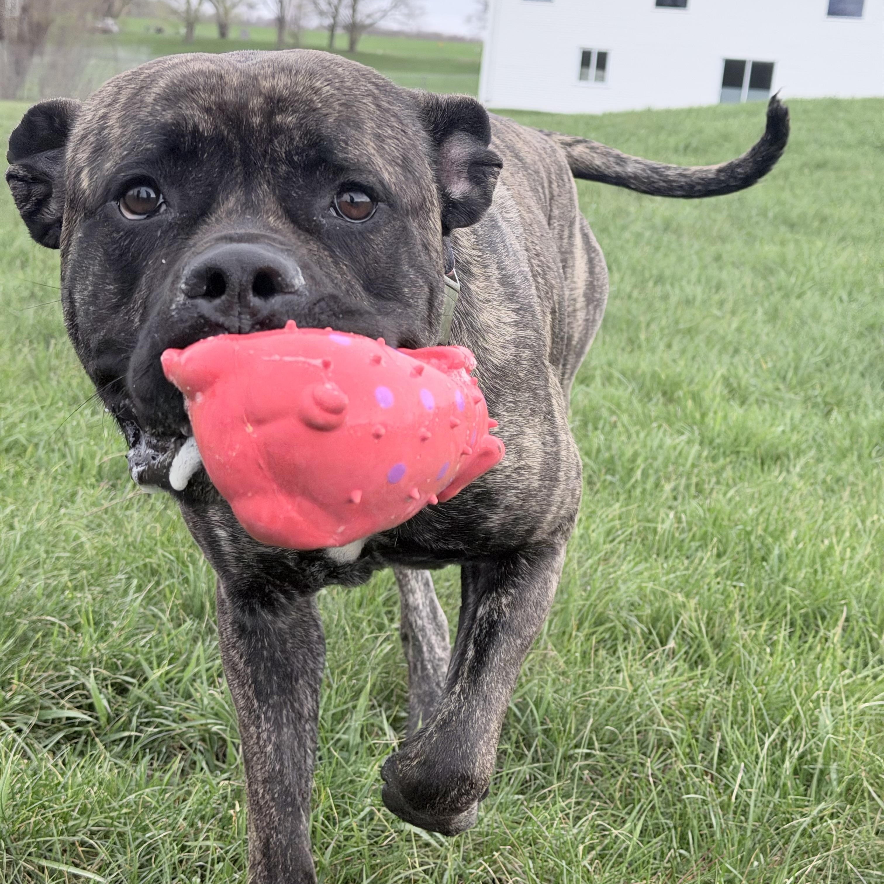 Enlarge Bubbles, an adoptable mixed breed in Lake Odessa, MI image 1/6