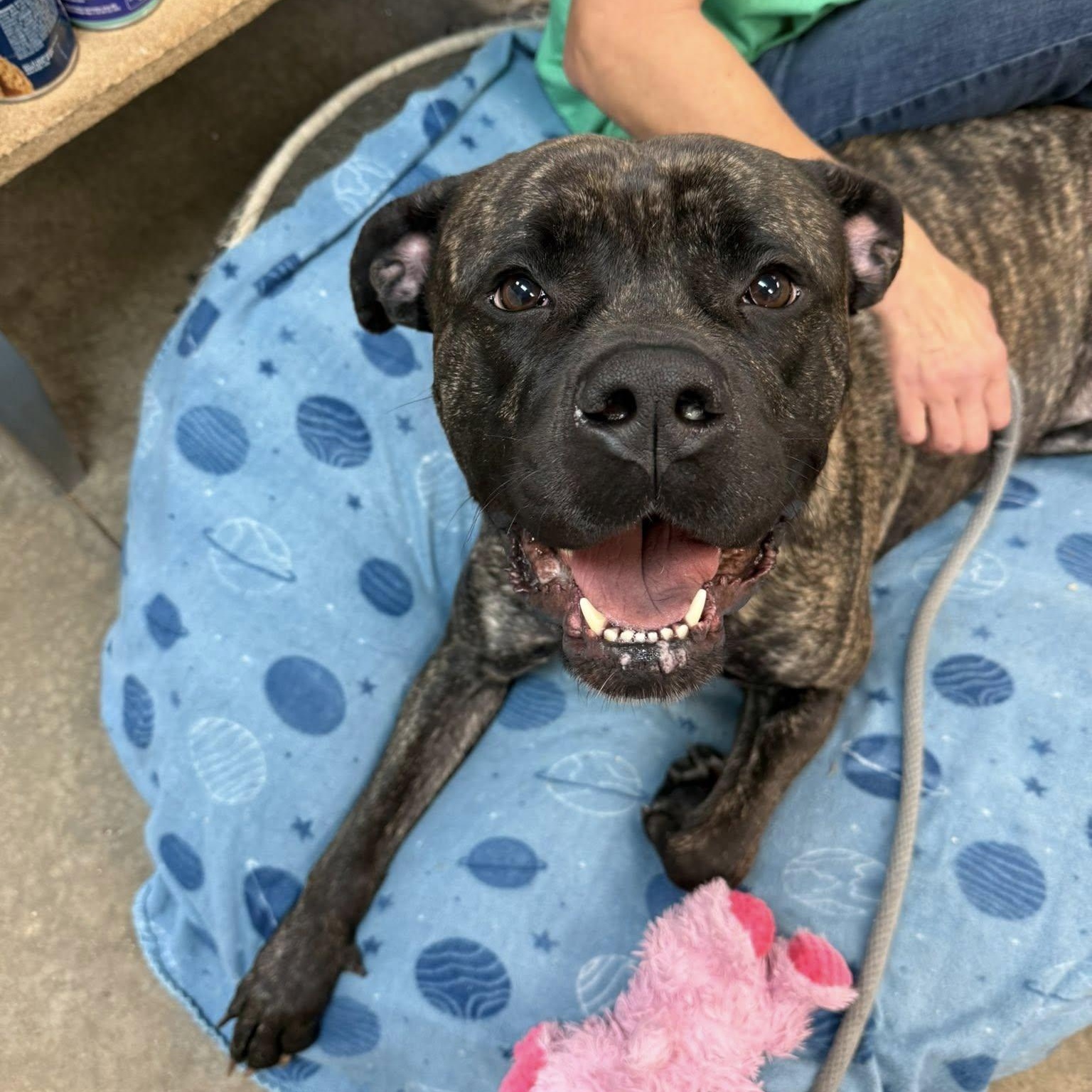 Enlarge Bubbles, an adoptable mixed breed in Lake Odessa, MI image 5/6