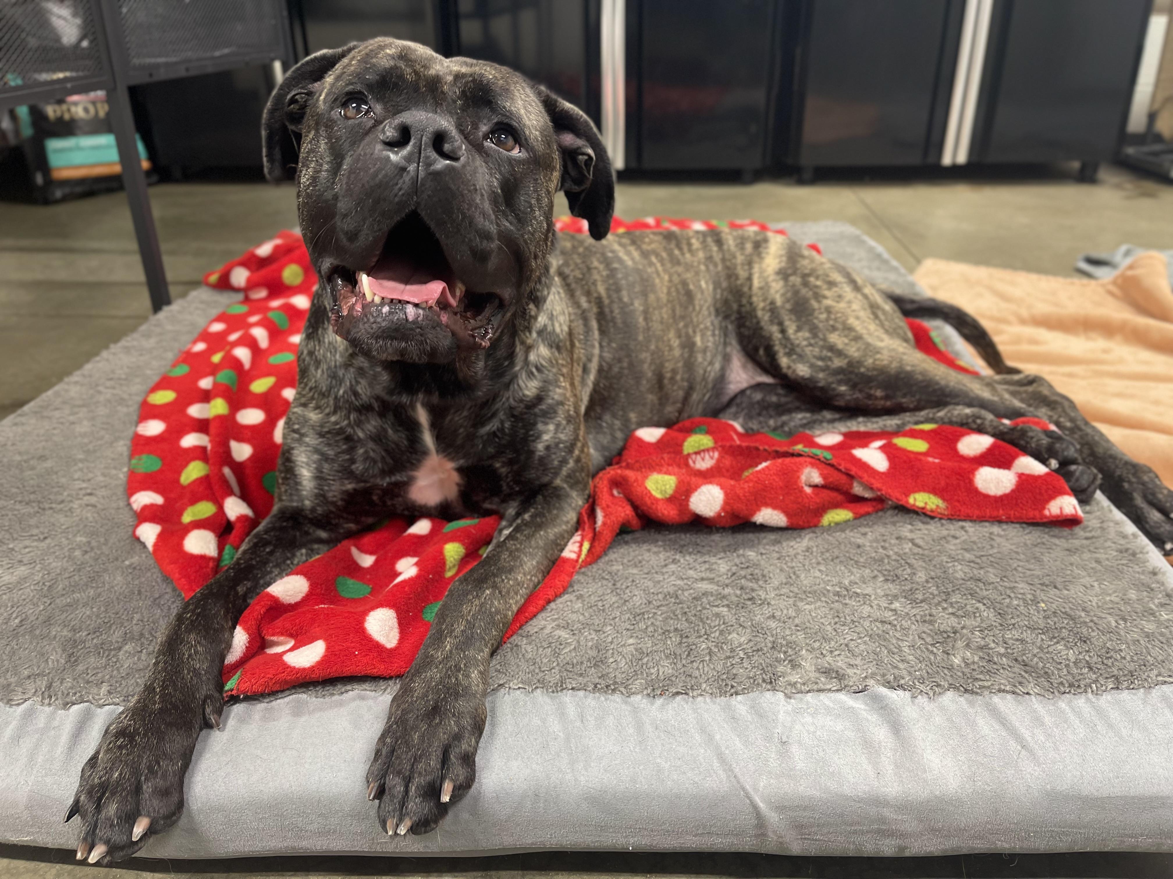 Enlarge Bubbles, an adoptable mixed breed in Lake Odessa, MI image 2/5