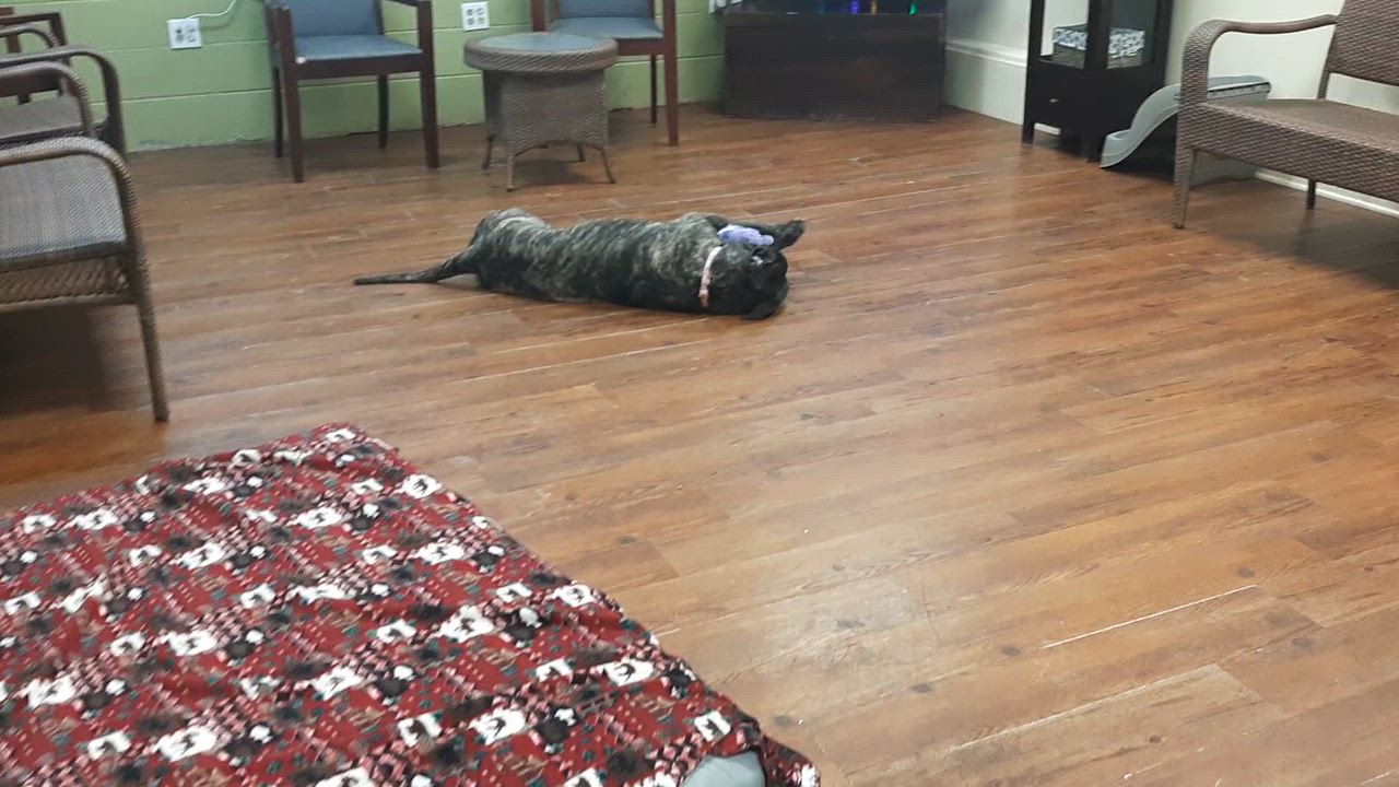Enlarge Bubbles, an adoptable mixed breed in Lake Odessa, MI video 3/5