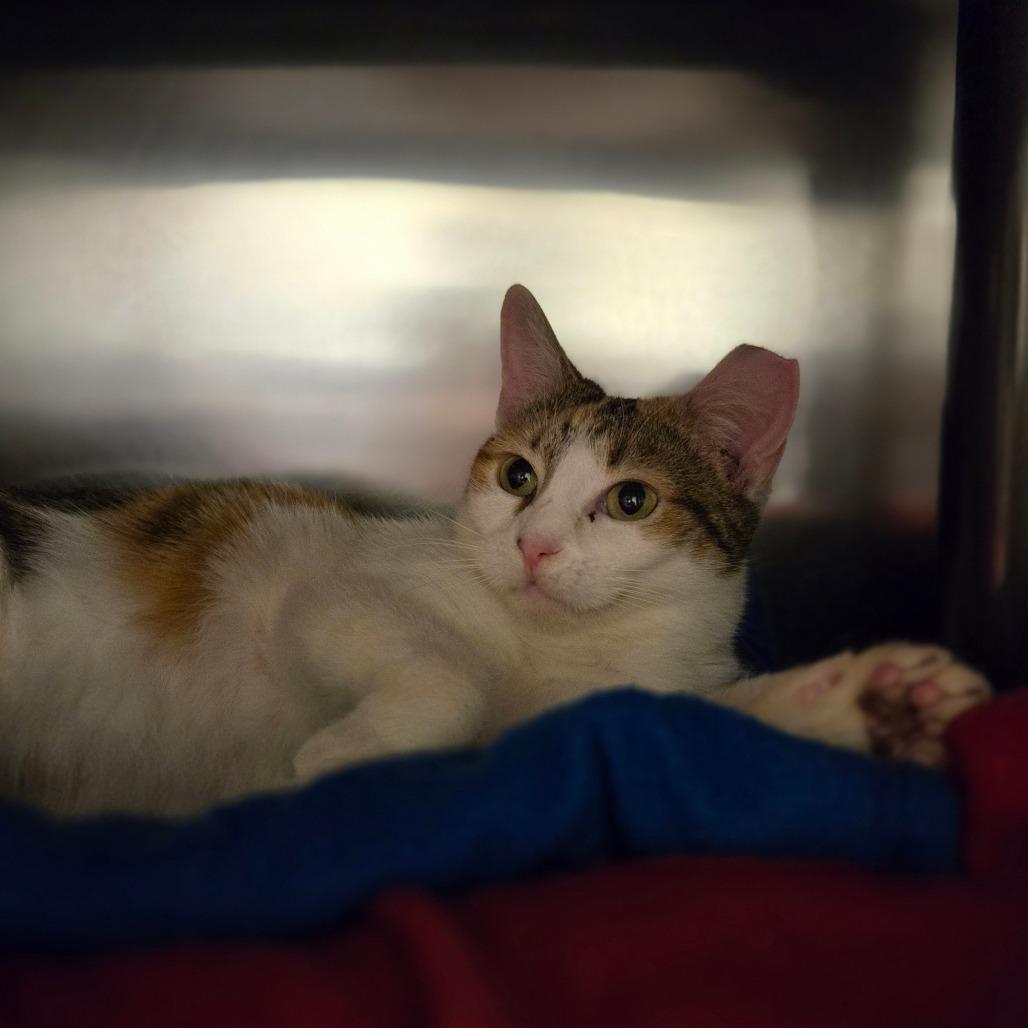 One True Love, a Adoptable Domestic Short Hair in Charlottesville, VA image 1/6