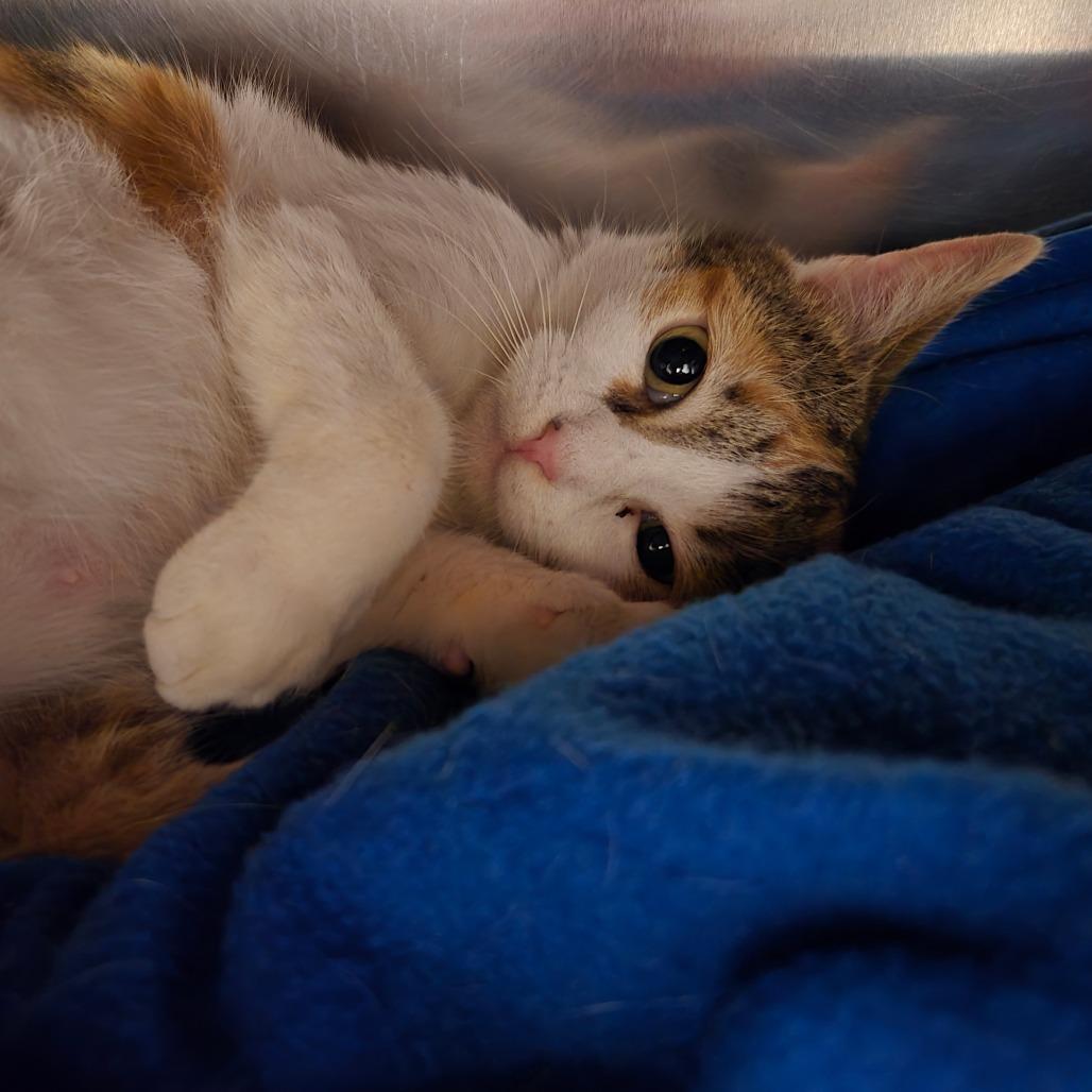 One True Love, a Adoptable Domestic Short Hair in Charlottesville, VA image 2/6