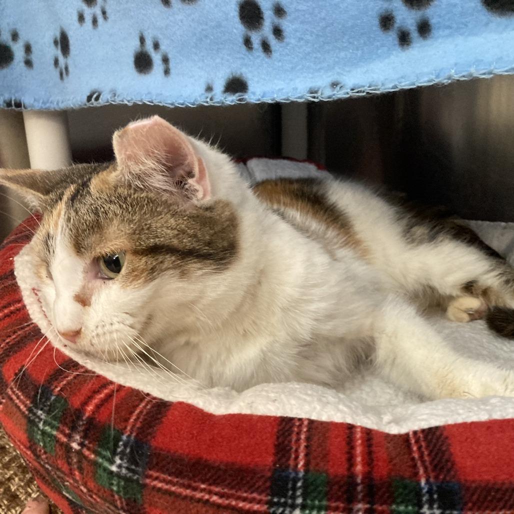 One True Love, a Adoptable Domestic Short Hair in Charlottesville, VA image 3/6